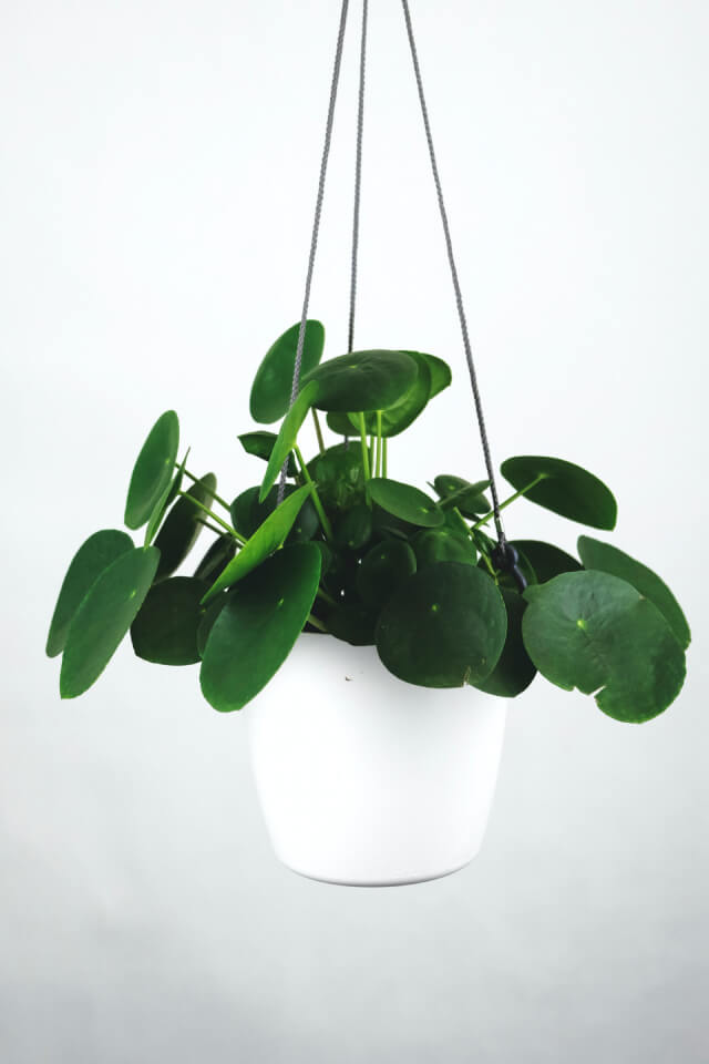 Plants Shop Product Gallery Img 16