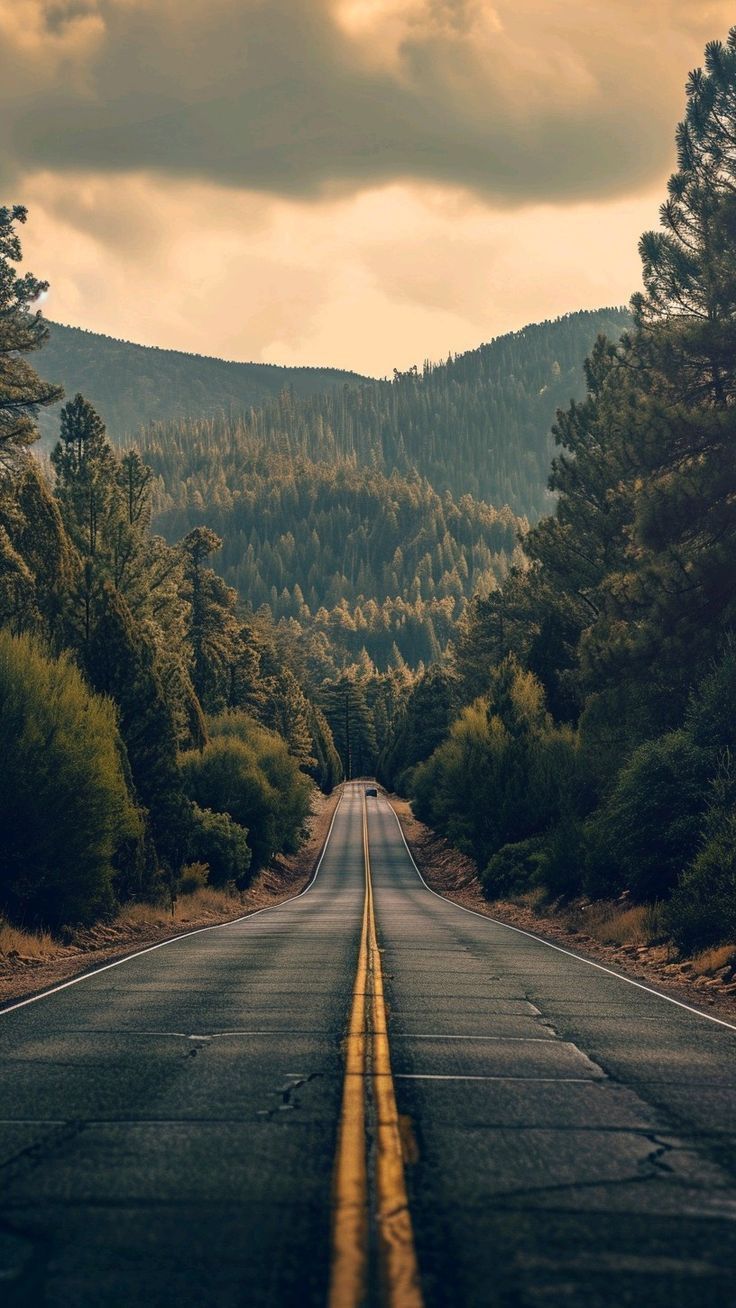Route Forestière - Échappée Sauvage