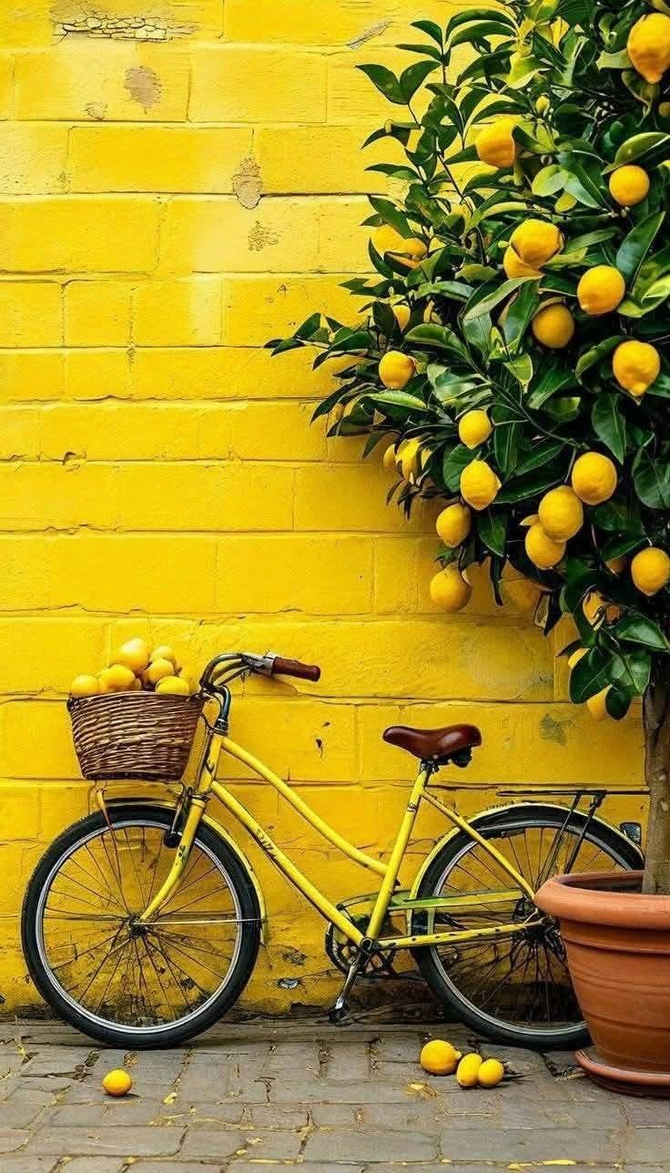 Vélo Citron - Douceur Méditerranéenne